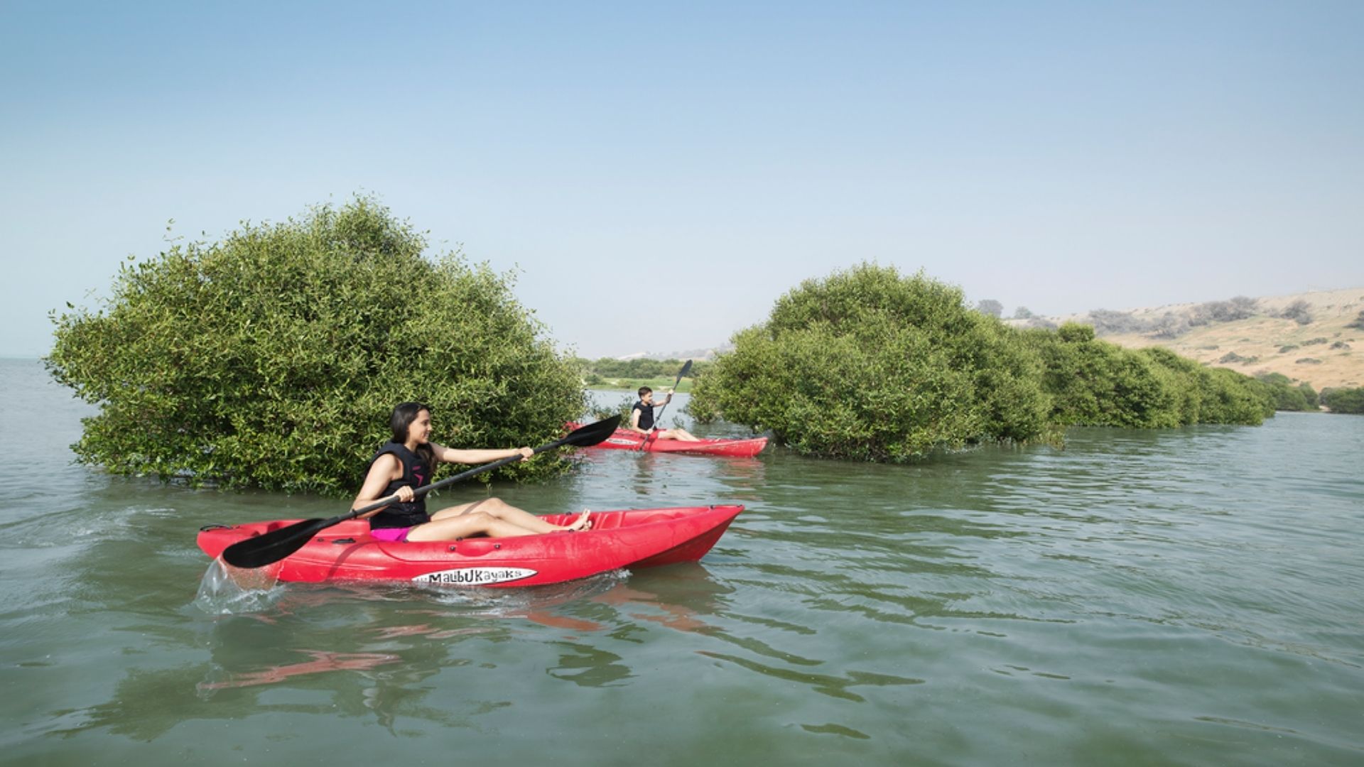 Mangrove Coastline Visit Ras Al Khaimah