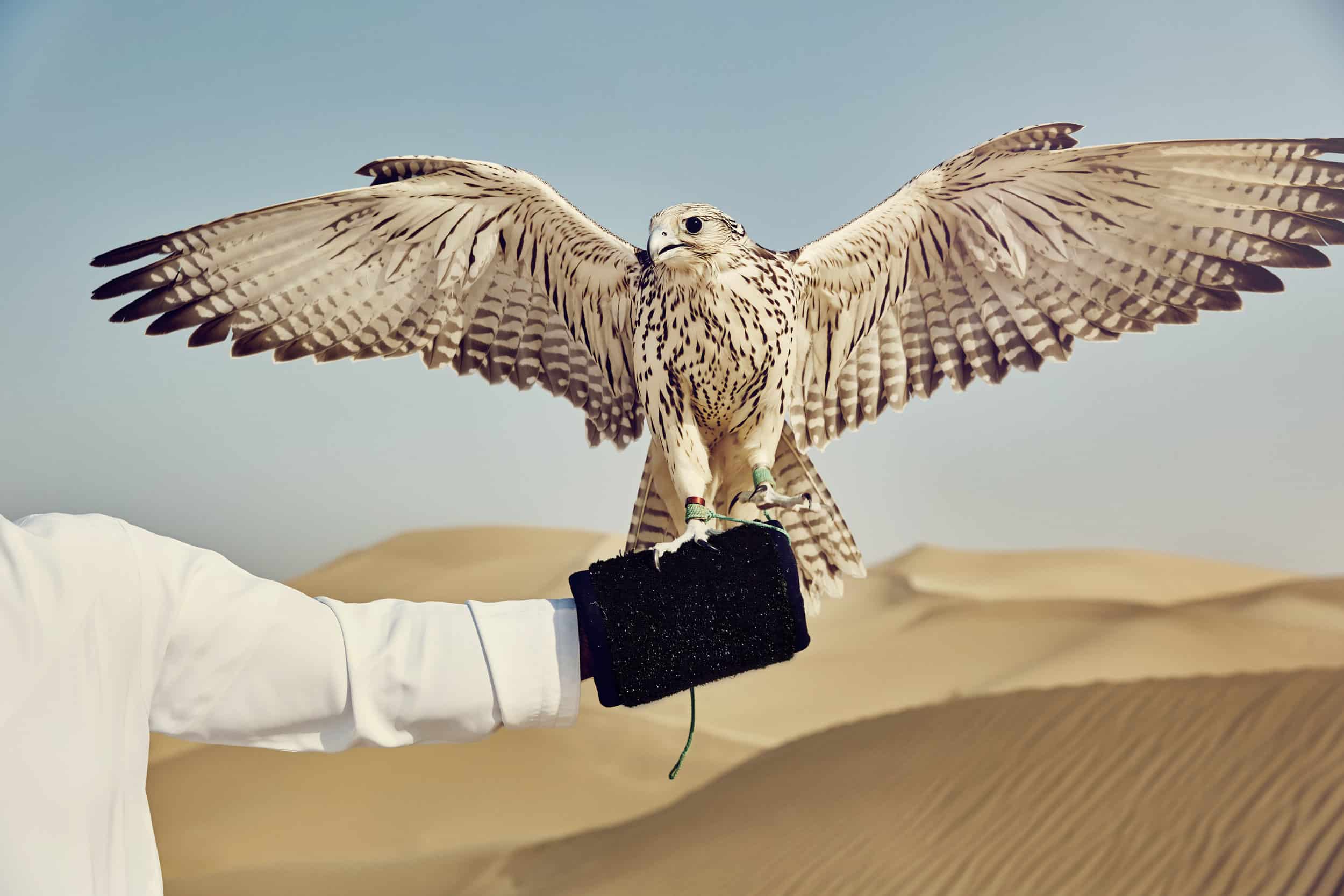 Popular Emirati Traditional Sports in the UAE Visit Ras Al Khaimah