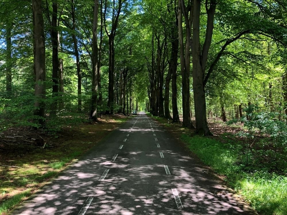 Fietsroute Fietsen langs de Rijn bij Rhenen (25,6 km) VisitRhenen