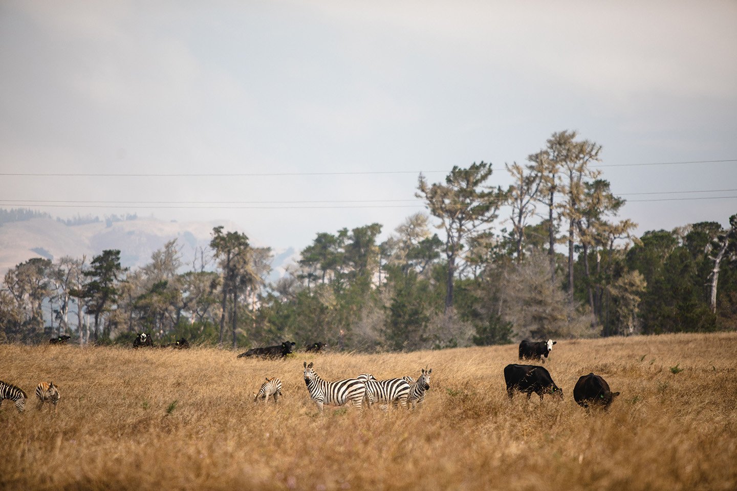 Zebras 3 Visit San Simeon