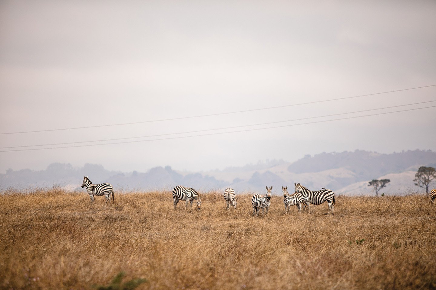 Zebras 4 Visit San Simeon