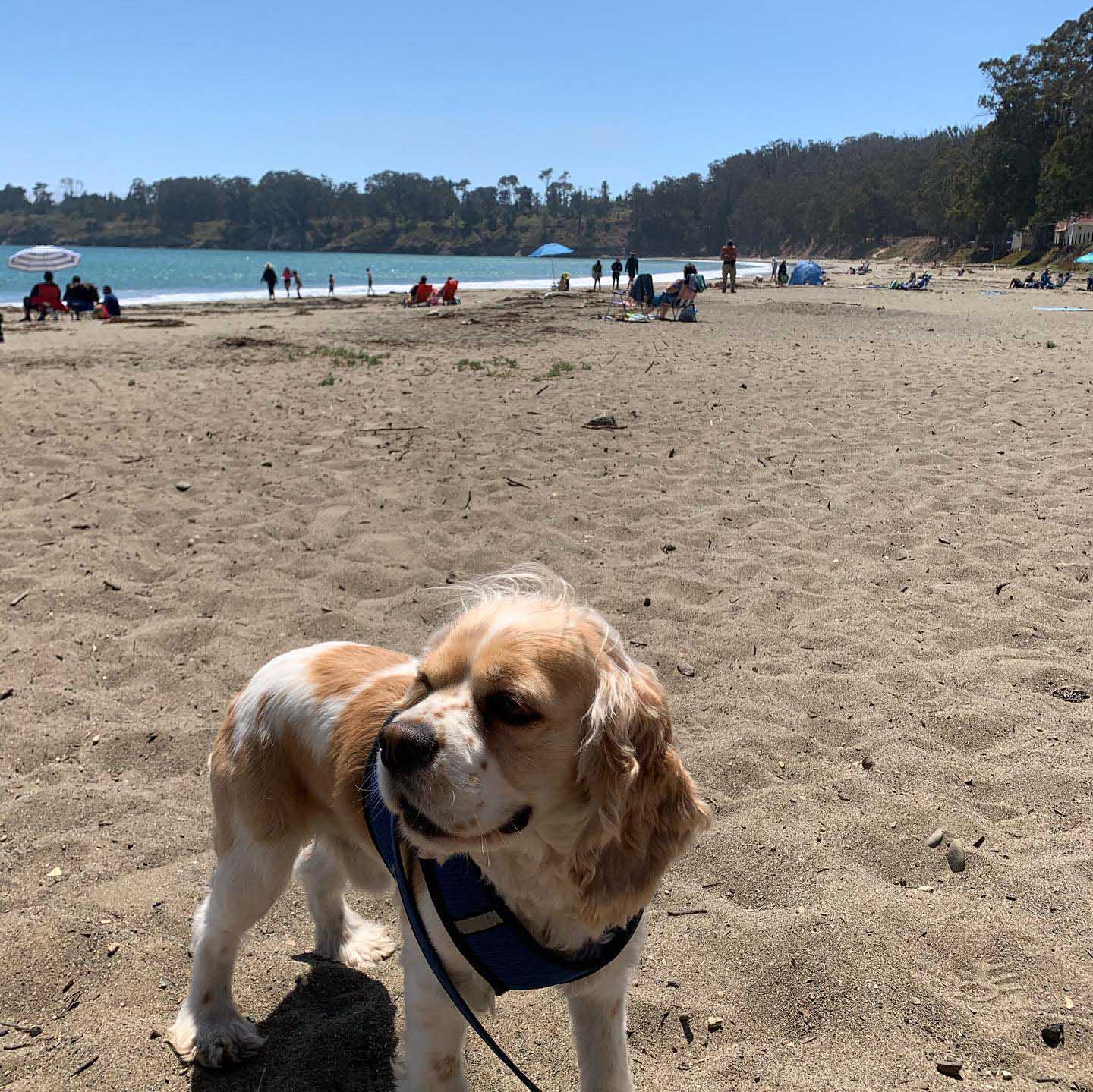 dog Visit San Simeon