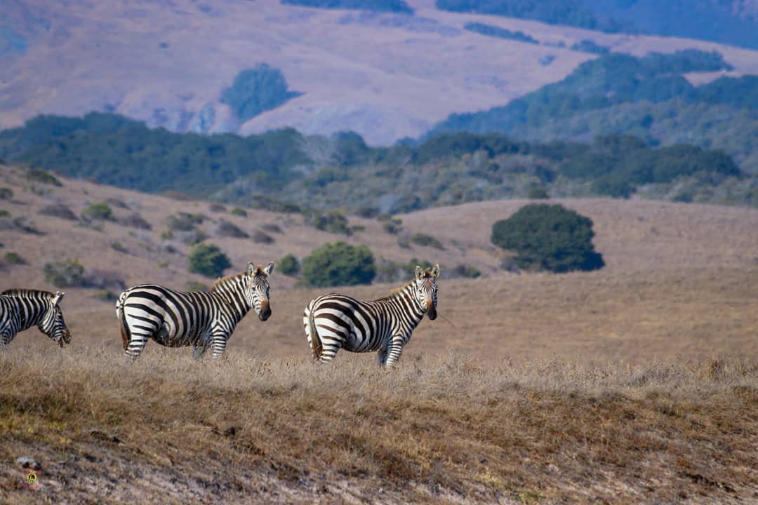 zebras Visit San Simeon