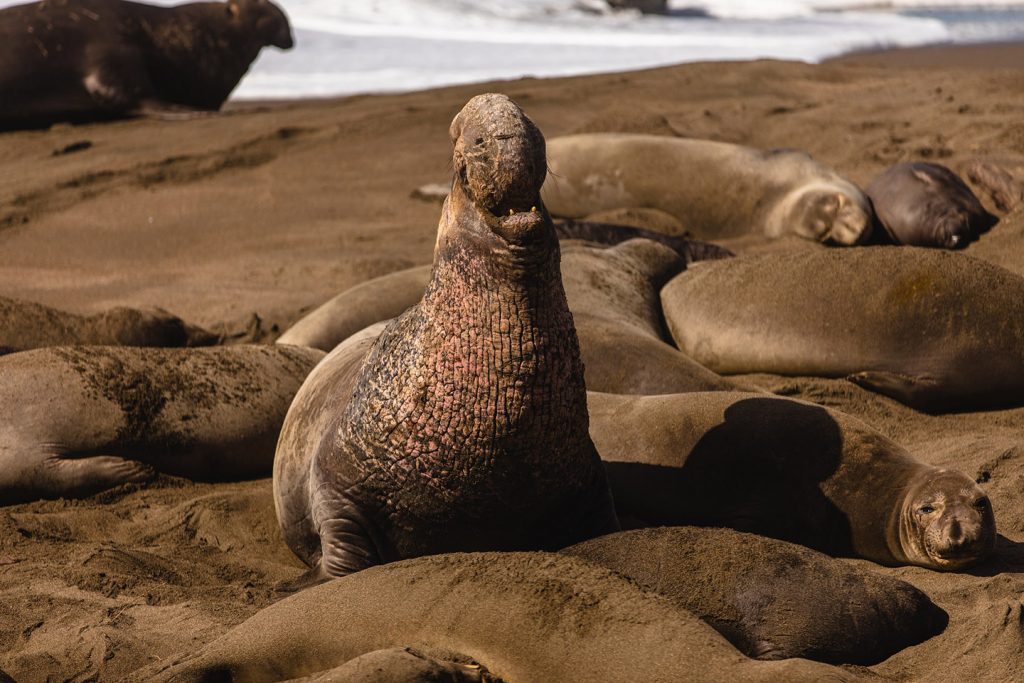 Elephant Seals Visit San Simeon