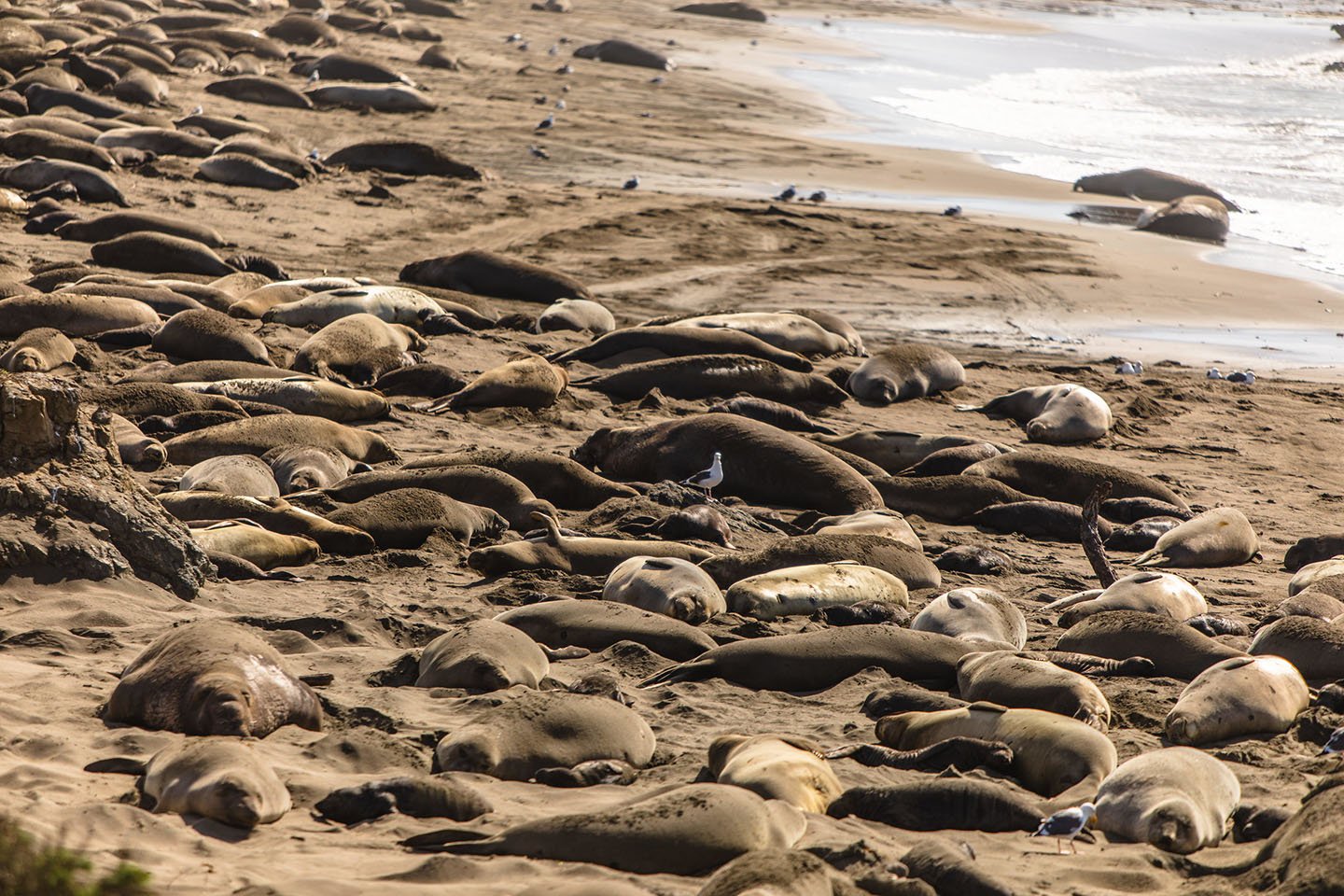 Elephant Seals Visit San Simeon