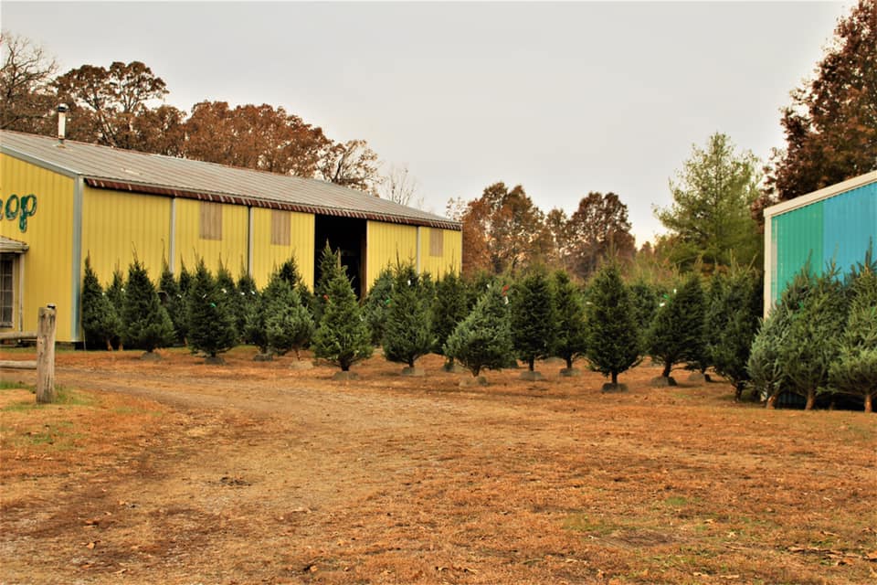 Wiswell’s Christmas Tree Farm visitSI
