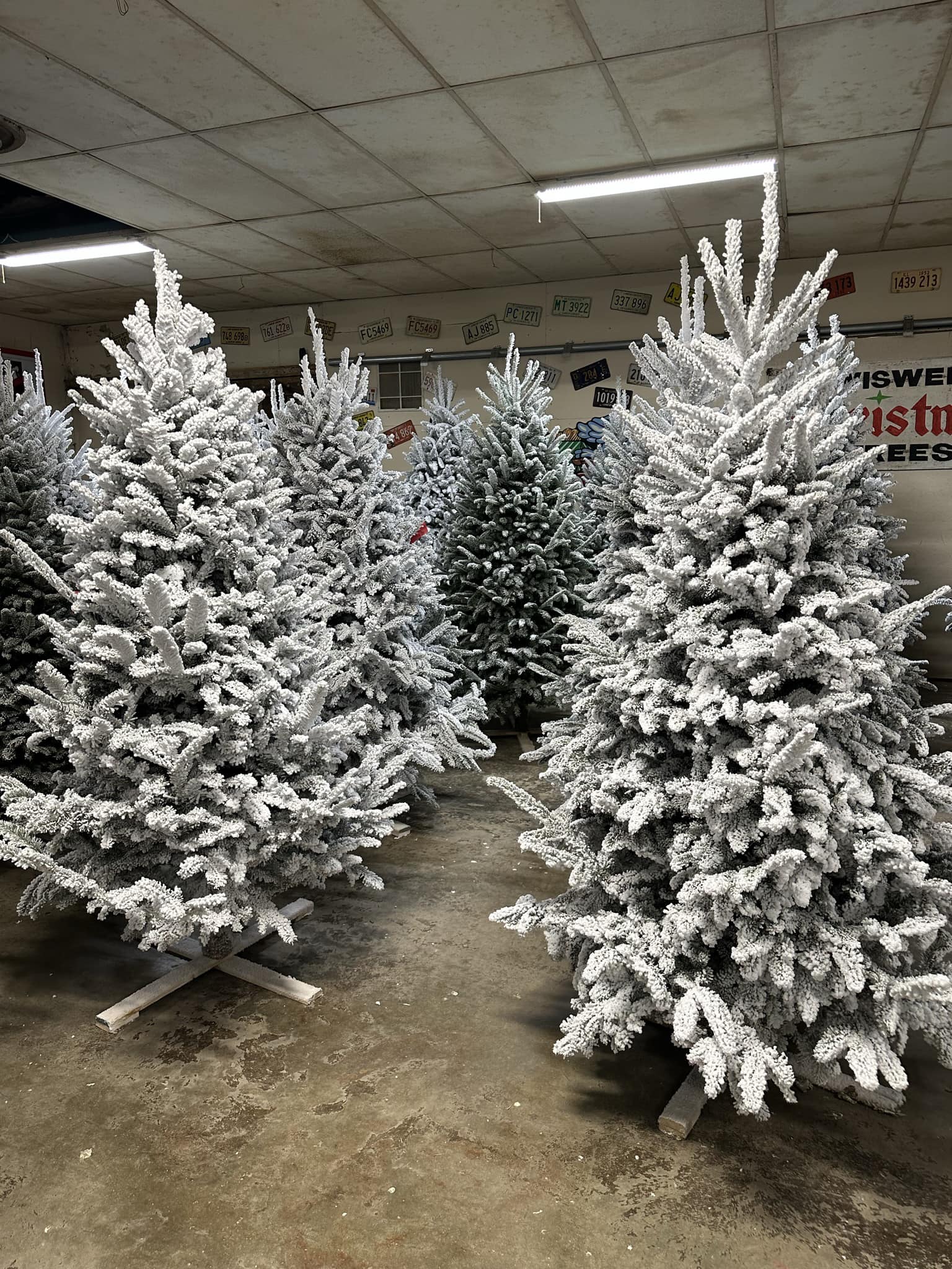 Wiswell’s Christmas Tree Farm visitSI