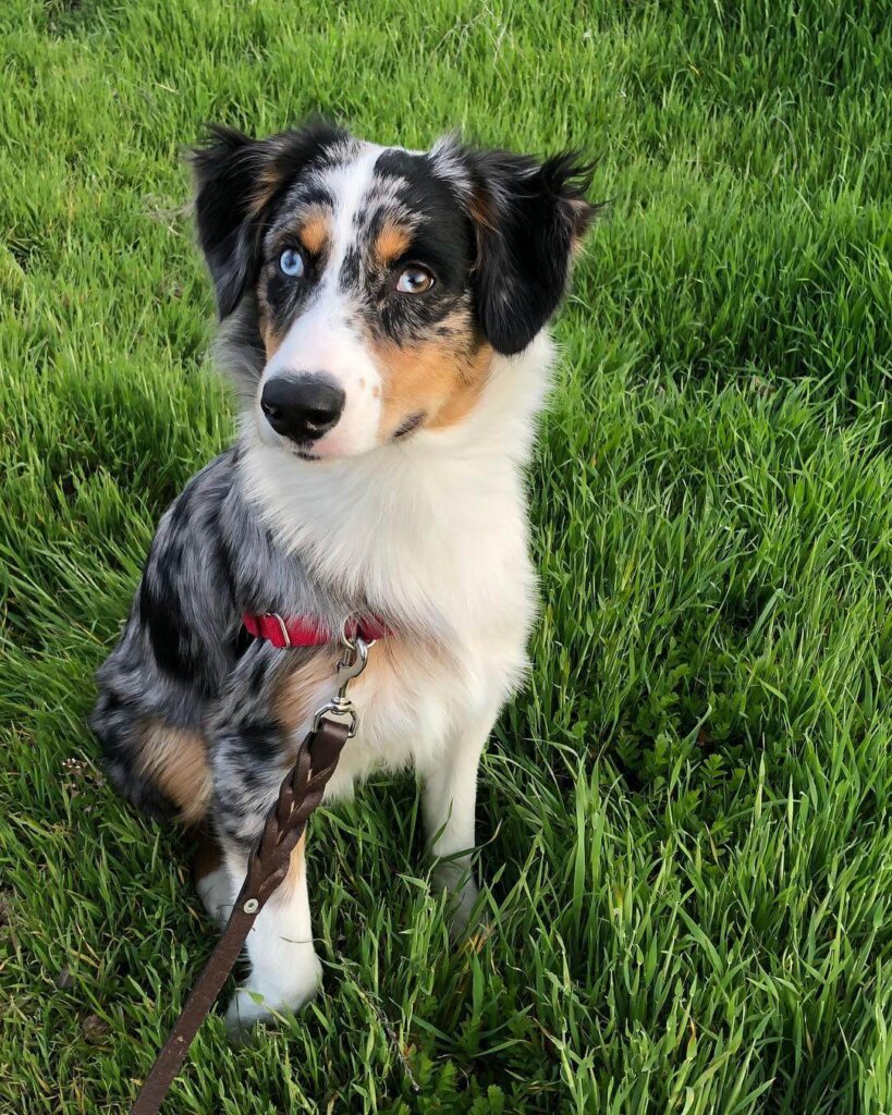 Dog Friendly Things to Do in San Luis Obispo Visit SLO