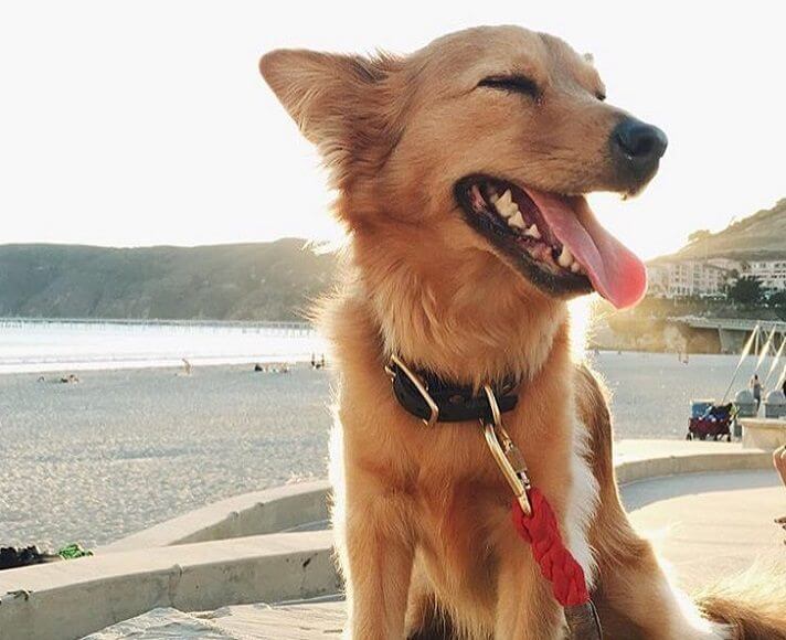 DogFriendly Things to Do in San Luis Obispo Dog Beaches