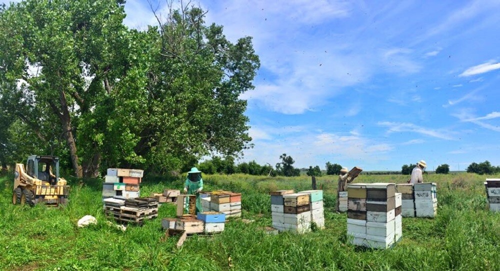 Sunrise Hives Visit Spearfish Blog