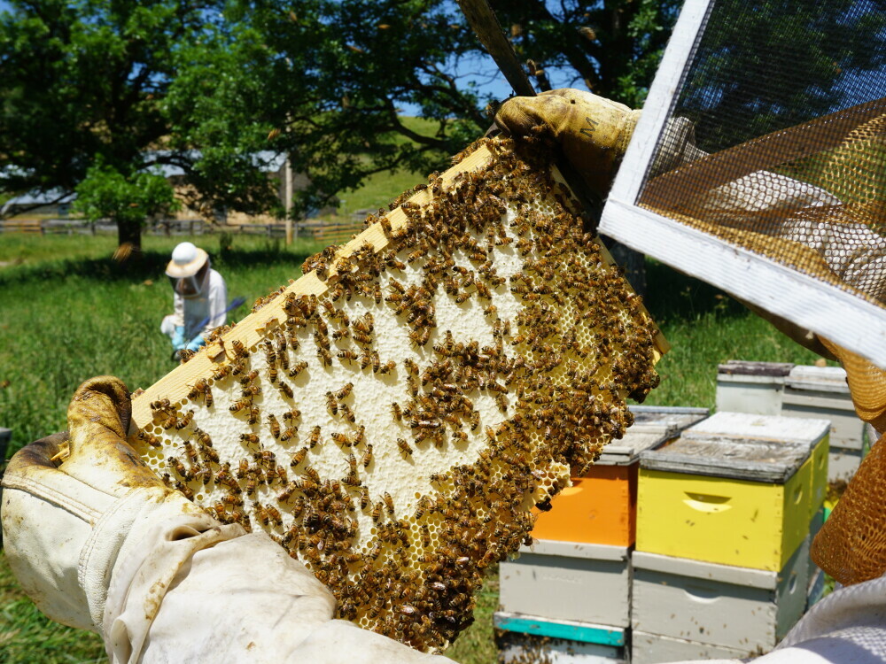 Sunrise Hives Visit Spearfish Blog