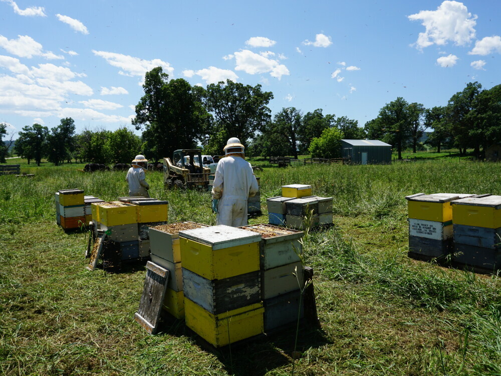 Sunrise Hives Visit Spearfish Blog