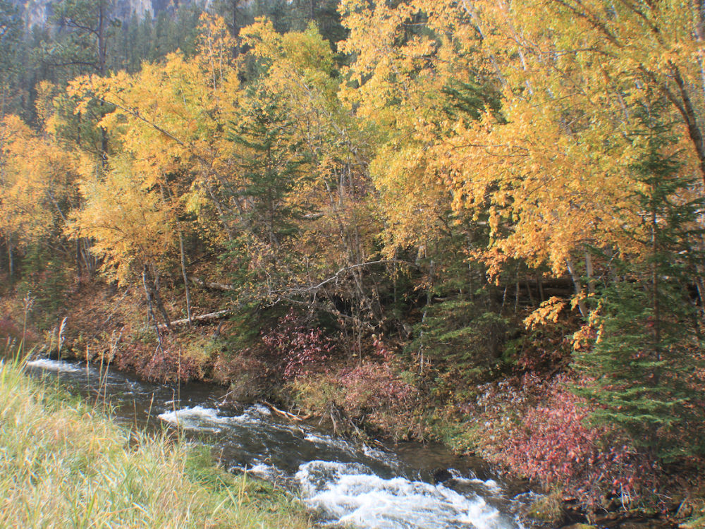 Spearfish Canyon Color Report