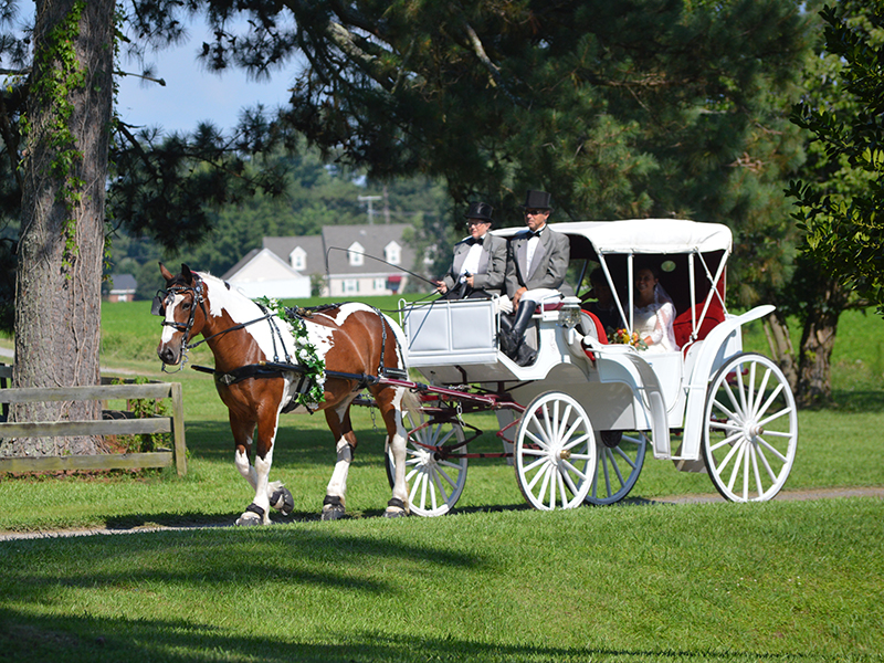 Horse & Carriage Visit Suffolk Virginia