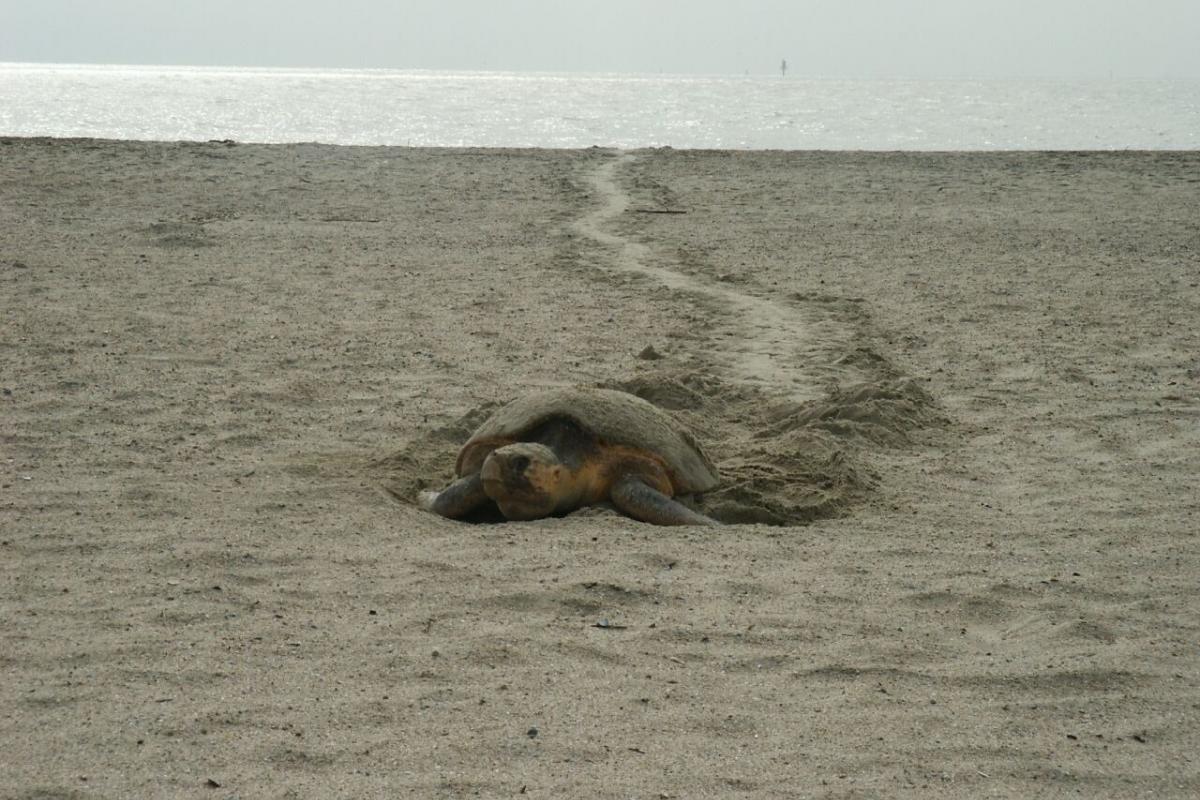 10 Fascinating Facts About Loggerhead Sea Turtles Visit