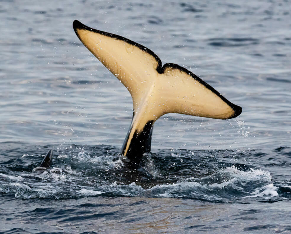 Experience Whale Watching Ventura Off of The Channel Islands