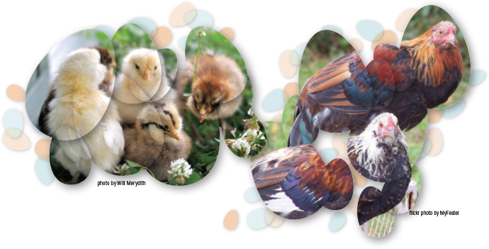 Hudson Valley Chicken Keeping VISITvortex MAGAZINE ARTICLES