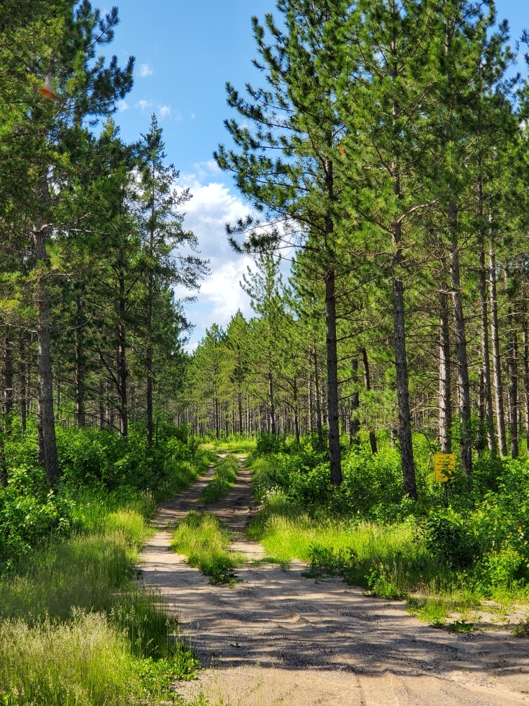 Day Trip From Warroad, MN Beltrami Island State Forest
