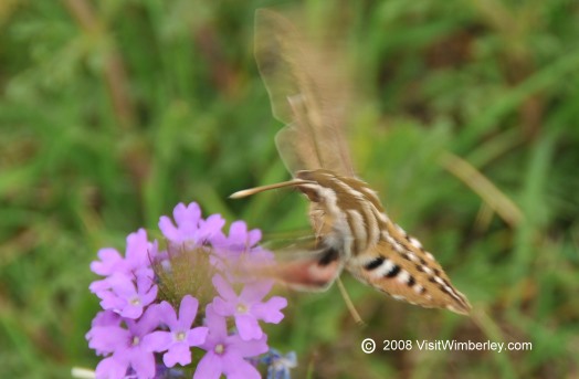 Hill Country Critters on
