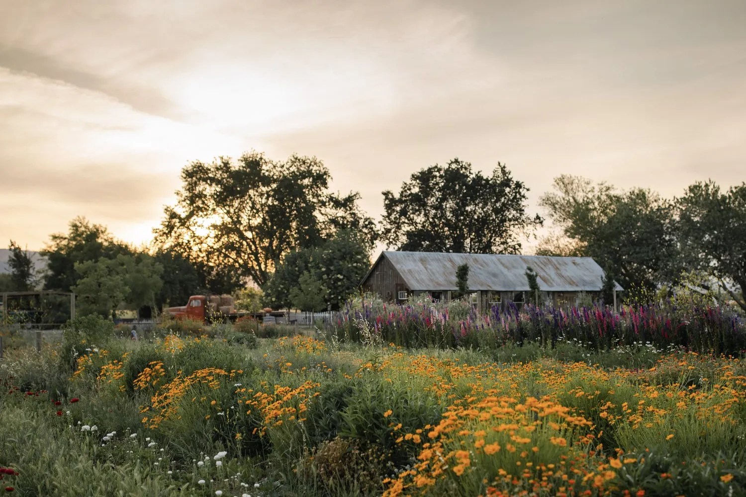 Park Winters Flower Farm Visit Yolo County California, Davis, Winters