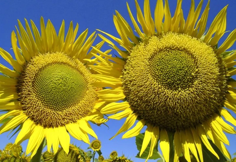 Yolo County Residence Special Visit Yolo County California, Davis