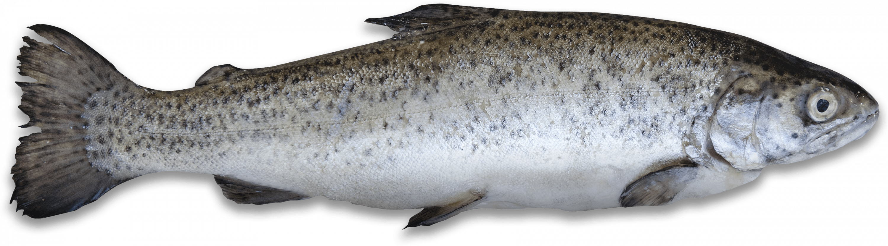 Forel Visrecepten.nl