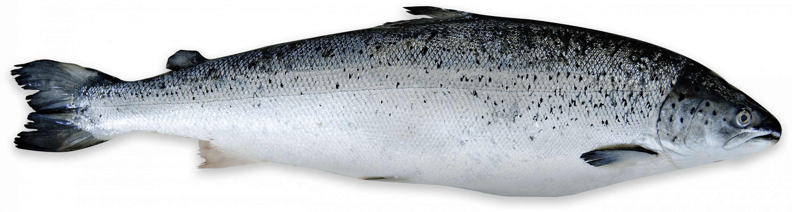 Zalm Visrecepten.nl