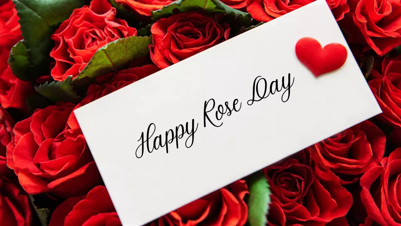 Rose Day 2024 वैलेंटाइन वीक की शुरुआत रोज डे से, जानिए खतरे का रंग