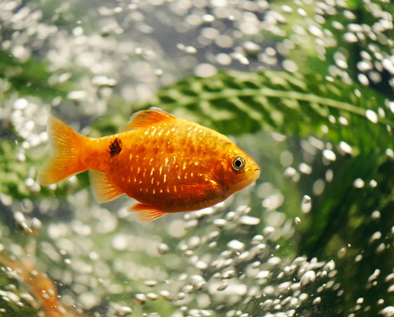 Dark Orange RGB, CMYK, HEX Color Codes and Color Meaning