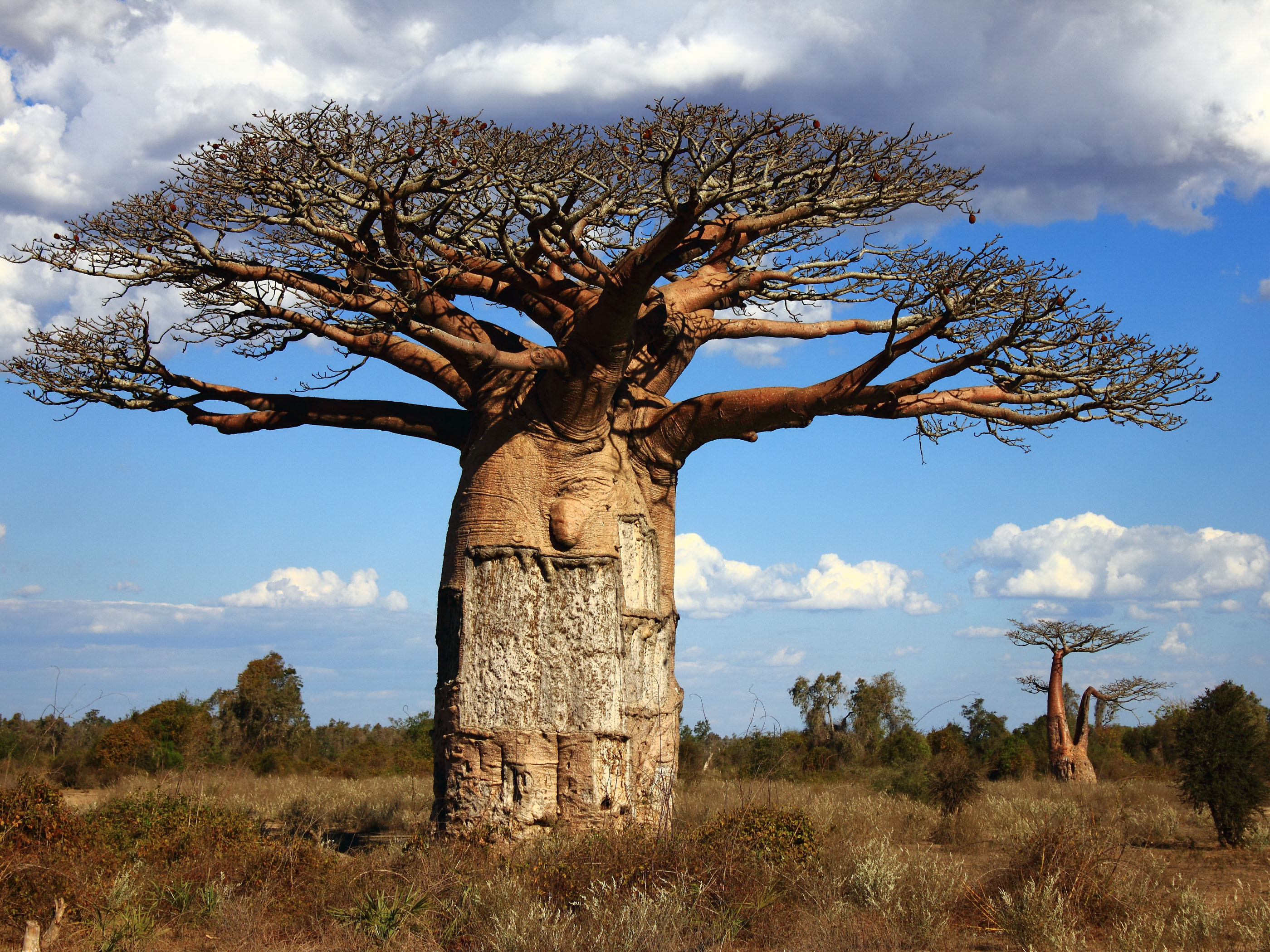 Baobab Tree wallpapers, Earth, HQ Baobab Tree pictures 4K Wallpapers 2019