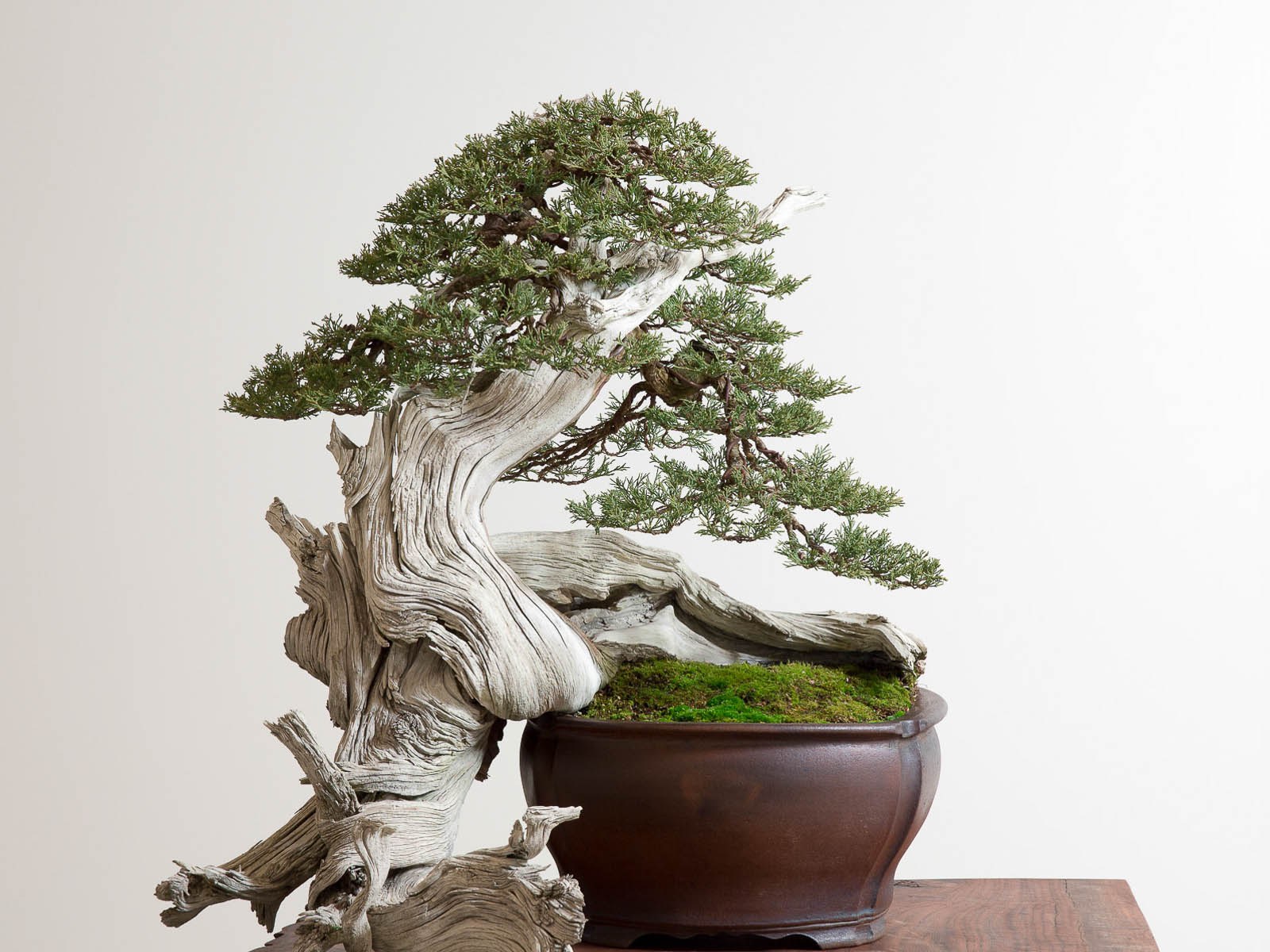 Bonsai Wallpapers Earth Hq Bonsai Pictures 4k Wallpapers 2019