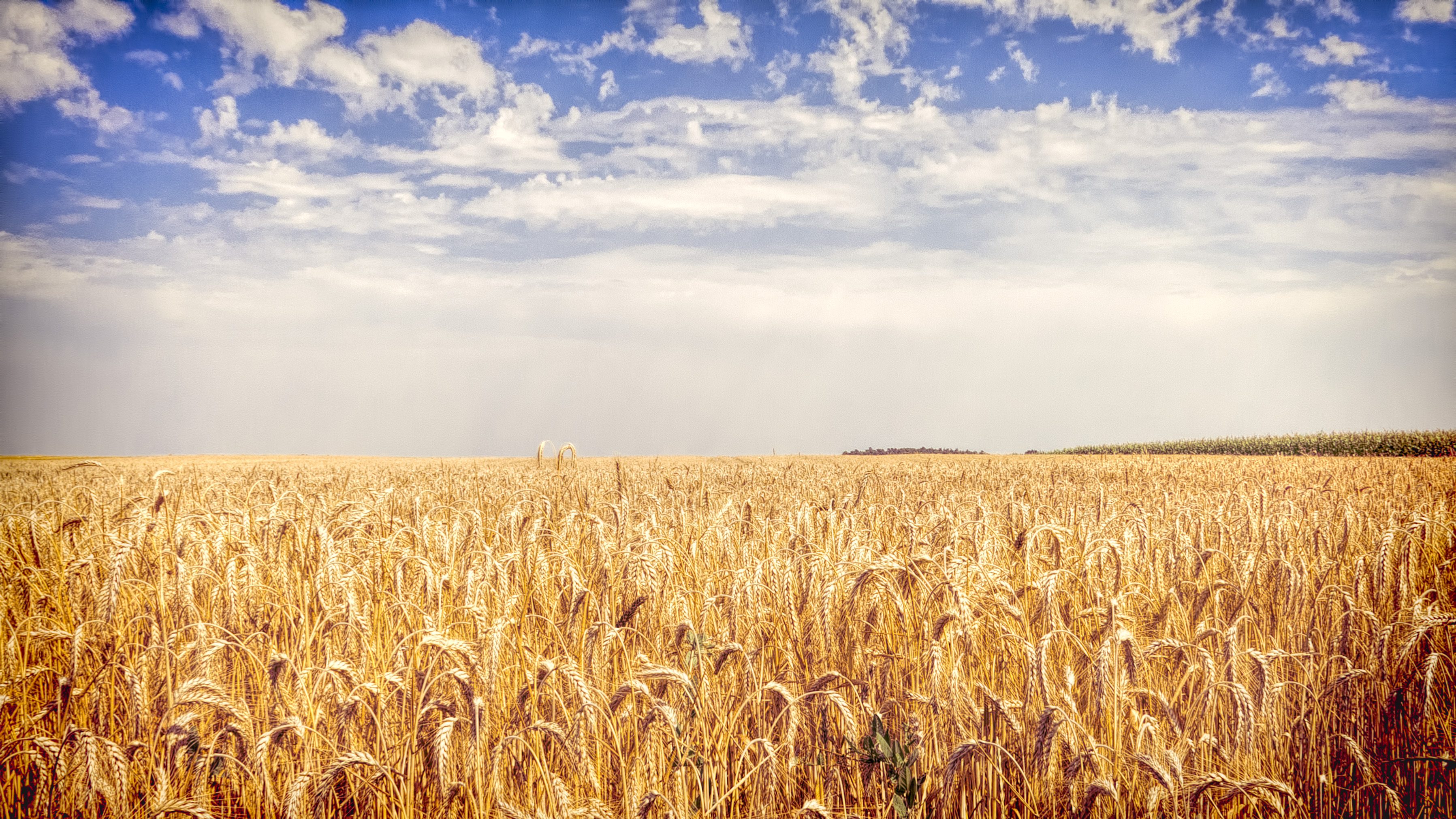 Cornfield wallpapers, Earth, HQ Cornfield pictures 4K Wallpapers 2019