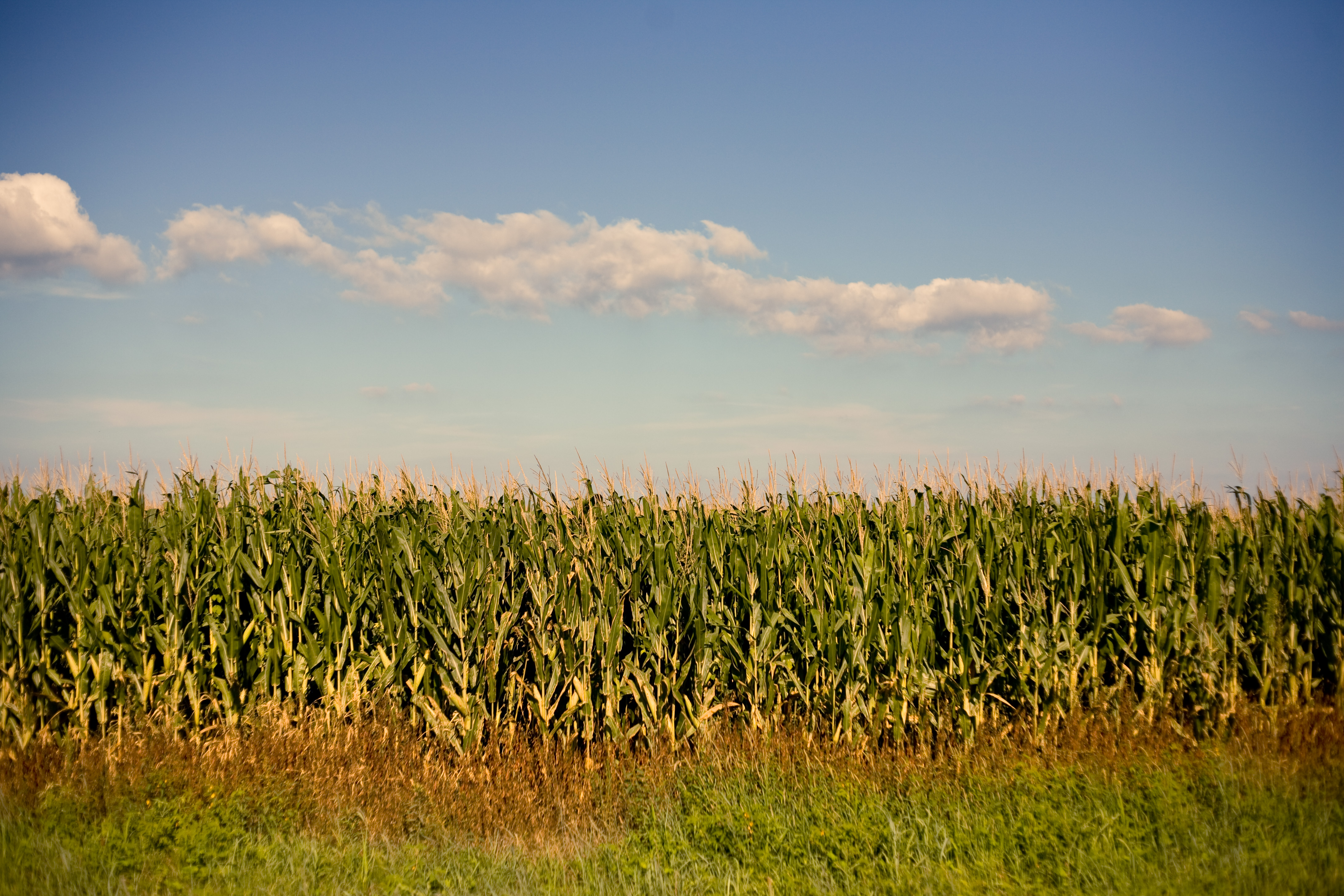 Cornfield wallpapers, Earth, HQ Cornfield pictures 4K Wallpapers 2019