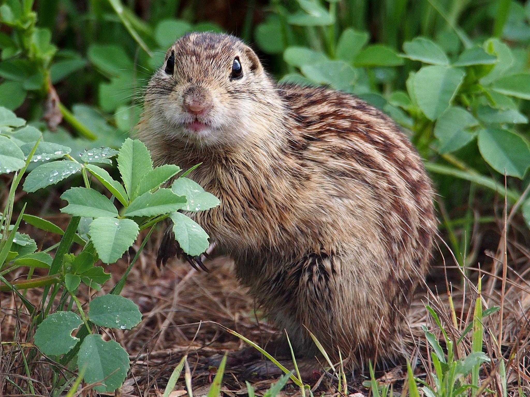 Gopher wallpapers, Animal, HQ Gopher pictures 4K Wallpapers 2019