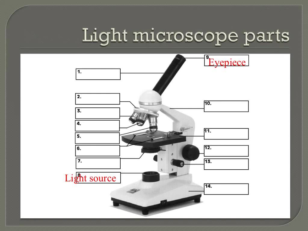 How To Use A Microscope Steps sharedoc
