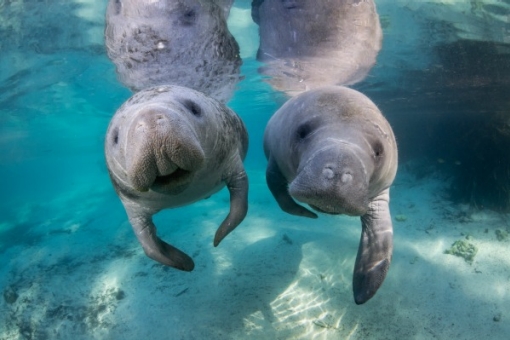Manatee wallpapers, Animal, HQ Manatee pictures 4K Wallpapers 2019