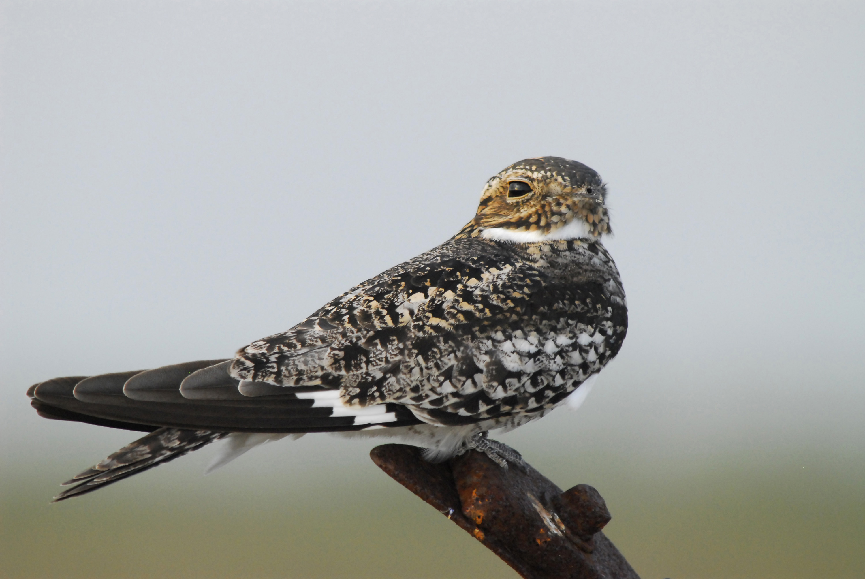 Nighthawk wallpapers, Comics, HQ Nighthawk pictures | 4K Wallpapers 2019