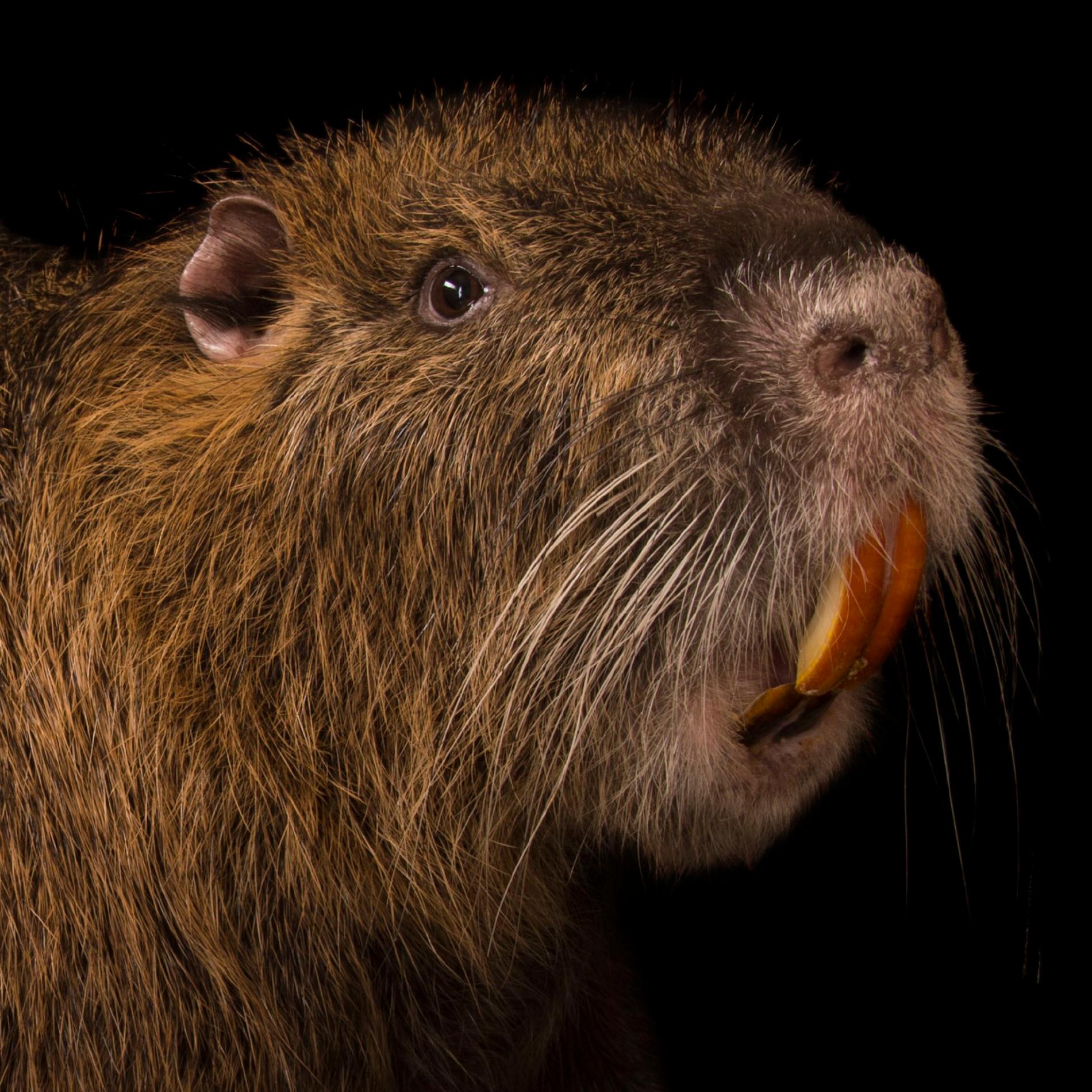 Nutria wallpapers, Animal, HQ Nutria pictures 4K Wallpapers 2019