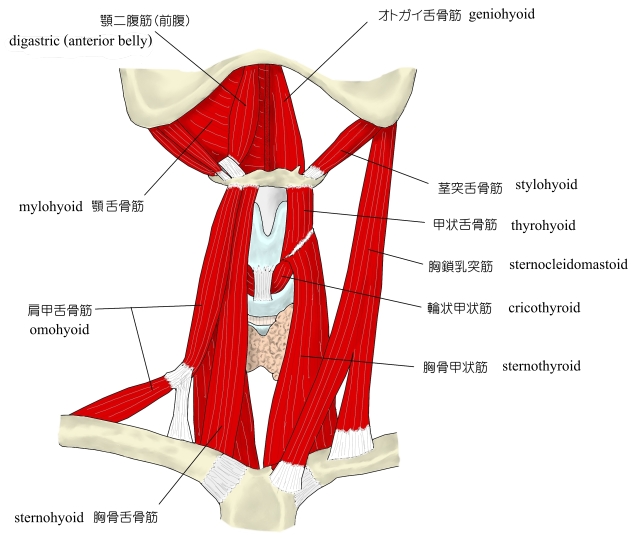 嚥下筋覚える」のアイデア 13 件 | 嚥下, 顔面神経, キネシオロジー Visual Anatomy 視覚解剖学
