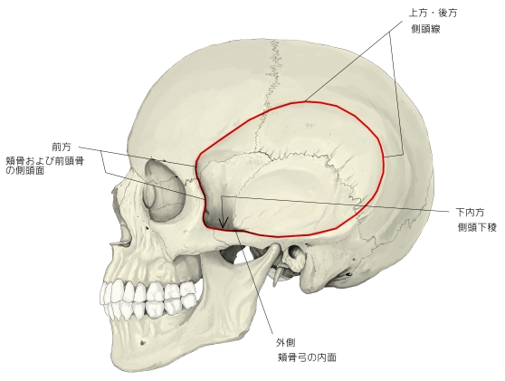 頭蓋骨2 下顎骨つづき下顎頭Head 翼突筋窩Pterygoid Fovea 下顎頸Neck 下顎切痕Mandibular Notch 下顎小舌Lingula 下顎孔Mandibular Foramen 関節突起Condylar Process 筋突起 Visual Anatomy 視覚解剖学