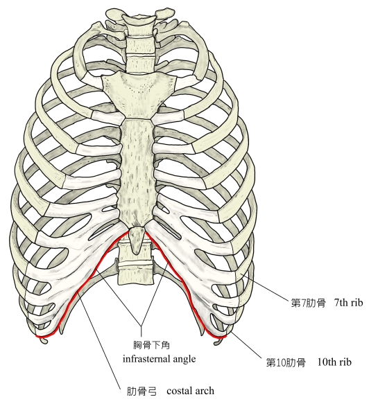 Visual Anatomy 視覚解剖学