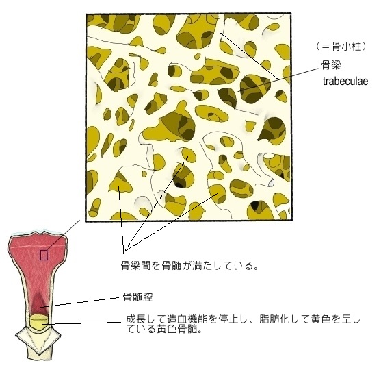 Visual Anatomy 視覚解剖学
