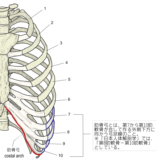 Visual Anatomy 視覚解剖学