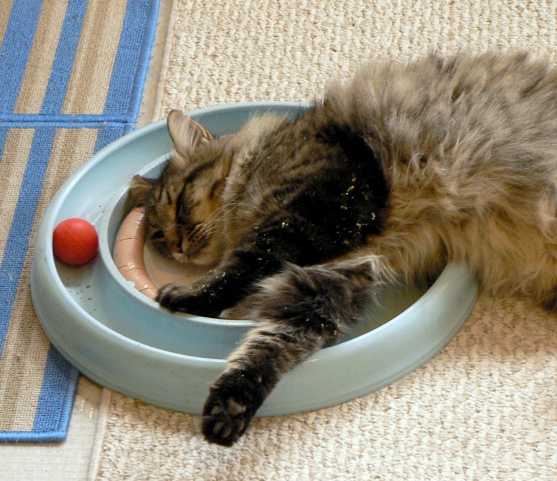 Collection 91+ Pictures Why Does My Cat Like His Bum Patted Superb
