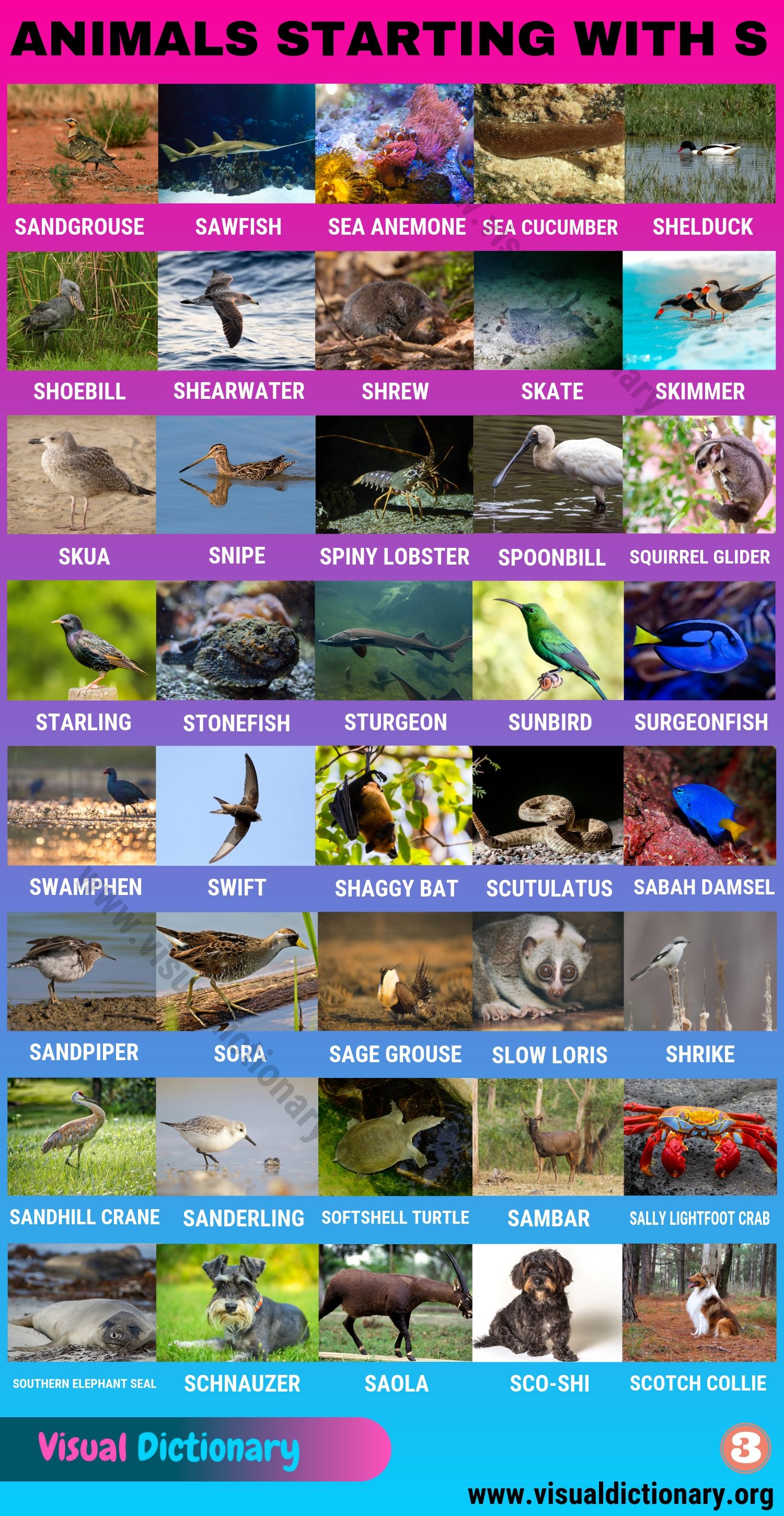 Animals that Start with S Huge List of 120 Animals Starting with S Visual Dictionary