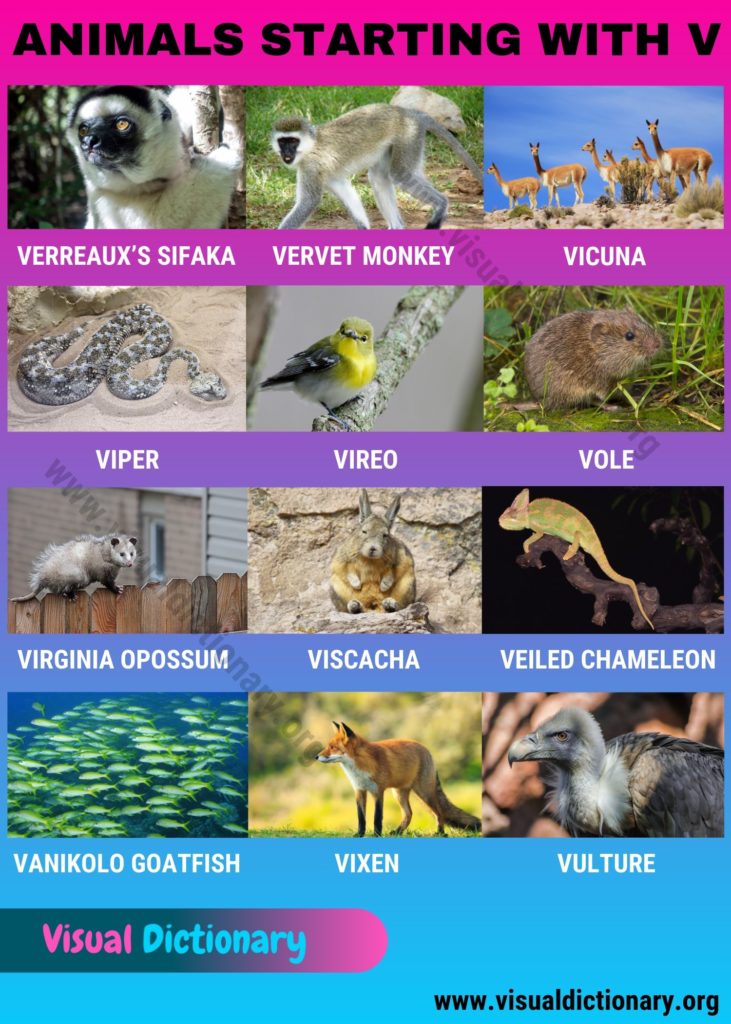 Animals that Start with V Best List of 12 Animals Beginning with V