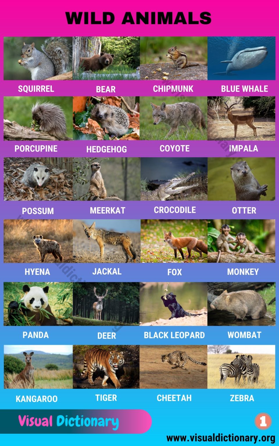 Animals 1000+ Animal Names Great List of All Animals