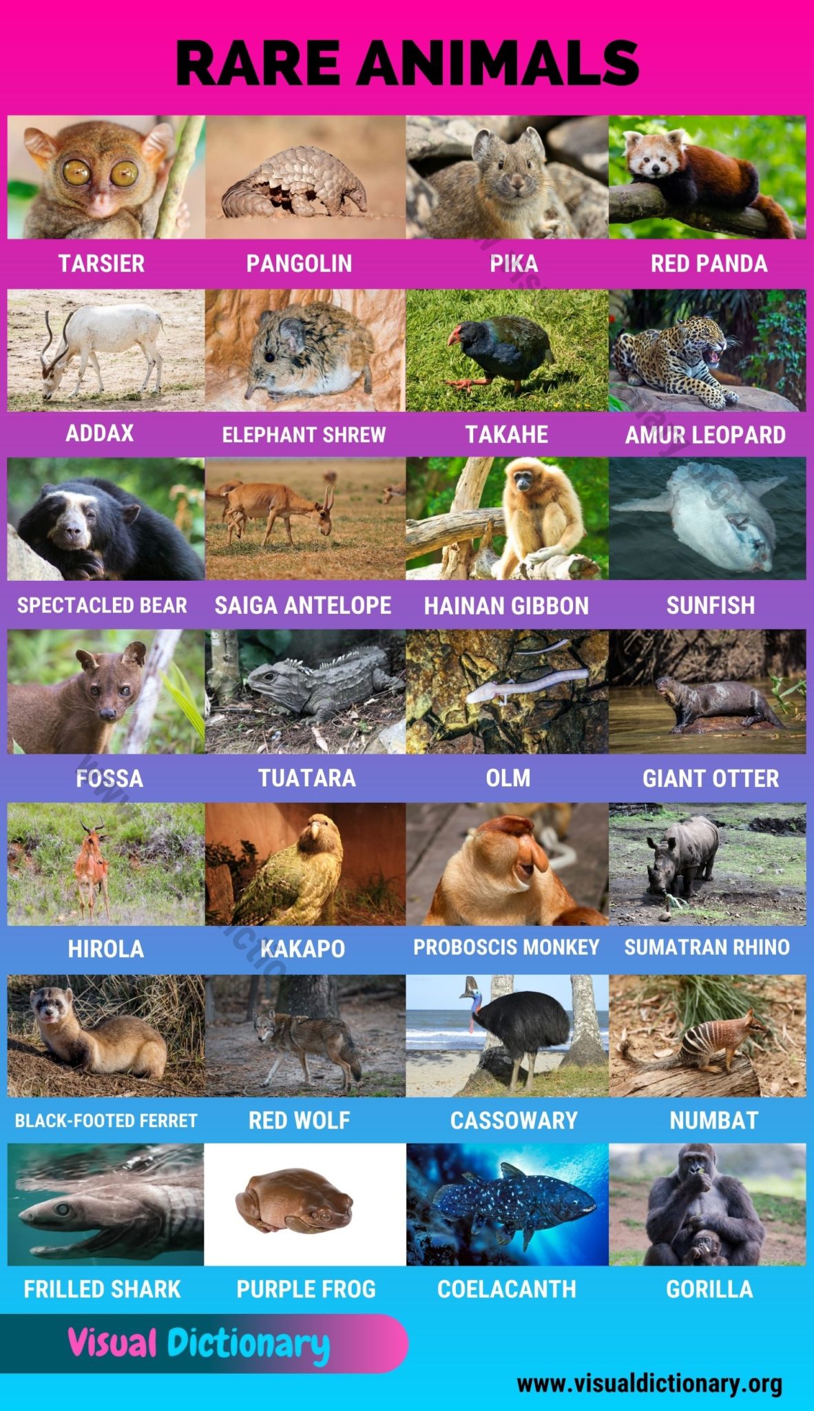 Animals 1000+ Animal Names Great List of All Animals