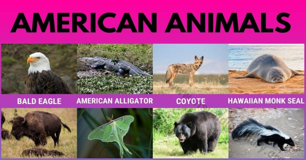 American Animals Wonderful List 17 Animals Found in America Visual Dictionary