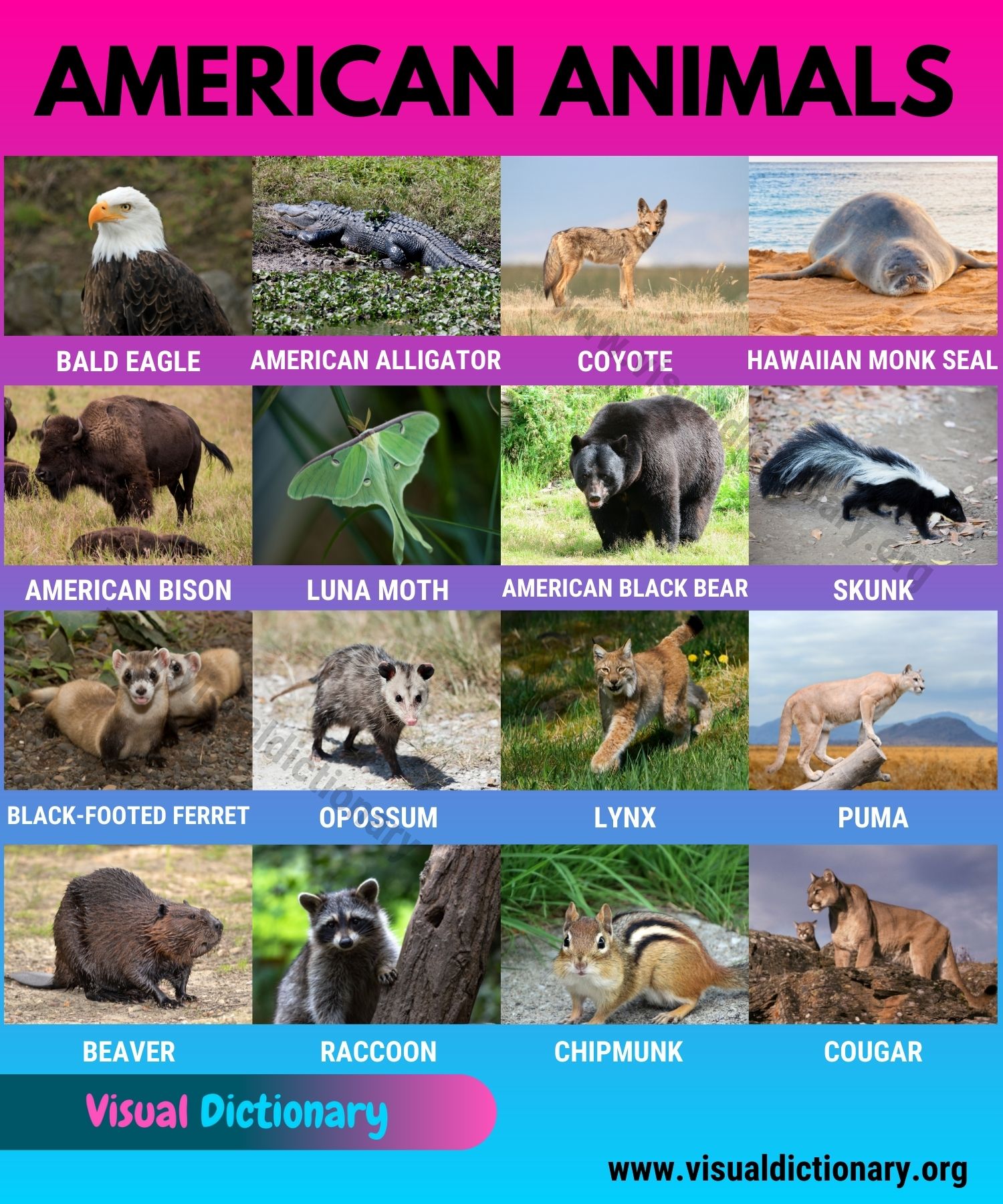American Animals Wonderful List 17 Animals Found in America Visual